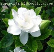  Gardenia   yellow 