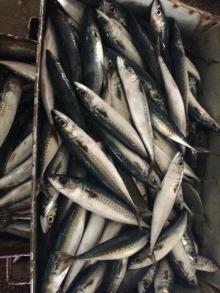 Frozen pacific mackerel