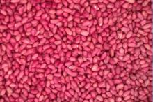  red  skin  peanuts  50/60 40/50/blanched  peanuts /peanut in  shell 
