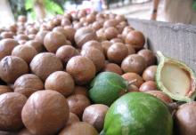  Grade  A Raw Macademia  Nut s