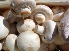 frozen  iqf   champignon  mushroom whole