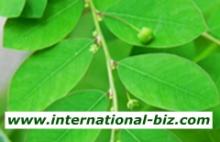Chanca Piedra Extract