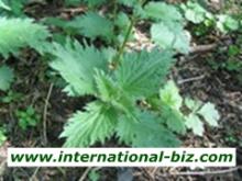 Nettle root Extract, Nettle Extract