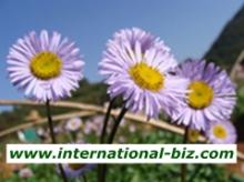 Erigeron Breviscapus Extract