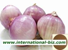Onion extract