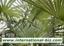  Saw   palmetto   Extract 
