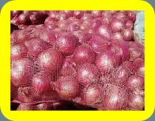 FRESH ONION