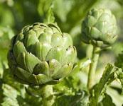 High quality natural  artichoke   extract  powder