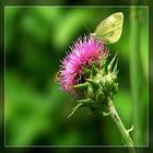 Milk Thistle Extract