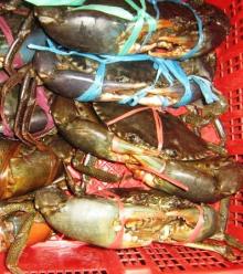 Fresh  Live   Mud   Crab s