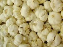 Fresh Normal White Garlic (10kg/Mesh Bag)