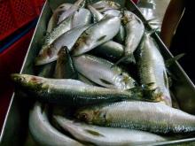  Frozen   Sardinella  WR