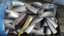 Frozen Sardinella HGT