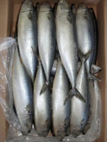 Whole Frozen Pacific Mackerel
