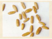 oat flake