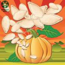Raw Yellow Pumpkin Seeds in shell