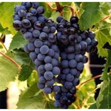 Fresh grapes