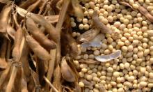  Soyabean   Meal 