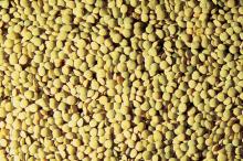Lentils