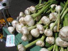 resh white crop garlic