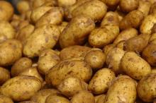 Dried QUALITY POTATO