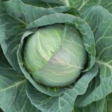Fresh Cabbage
