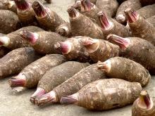 Taro