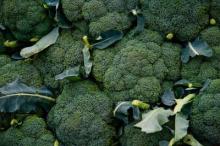 fresh broccoli