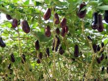 Eggplant