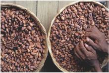 Cocoa Beans