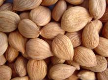 Bitter Apricot Kernels