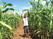 Sorghum