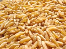  Wheat  ( Grade  2)