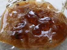 Loquat Honey