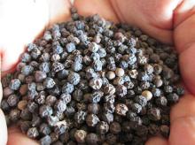 Buy  Clove s  Stem s from Madagascar