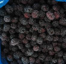  IQF   Frozen   Blackberry  Fruit