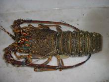 Frozen Sea Lobsters