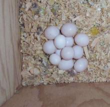 ostrich eggs