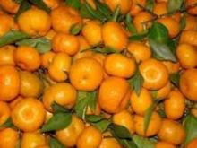 Sweet Fresh mandarin orange