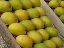 Fresh Kesar Mango