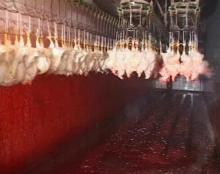 SD chicken slaughter equipment