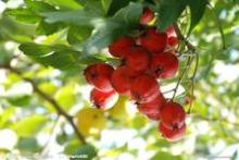 Pure Natural Hawthorn Extract