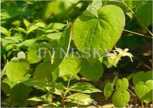 FineSky Pure  Epimedium  Extract