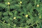 FineSky Tribulus terrestris Extract Saponins