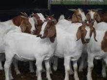 LIVE BOER GOATS,LIVE CHICKEN,LIVE CATTLE,PIG,DOVE