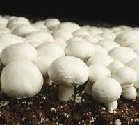  Button  Mushroom