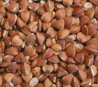 2014 Brown roasted buckwheat/green buckwheat