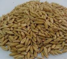  Oats  for sale