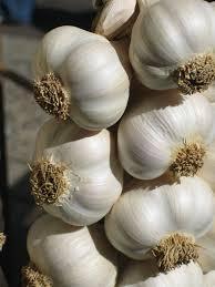 fresh white garlics for sale in huge quantity