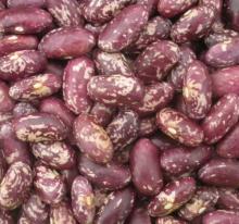 Purple Speckled Kindney Beans